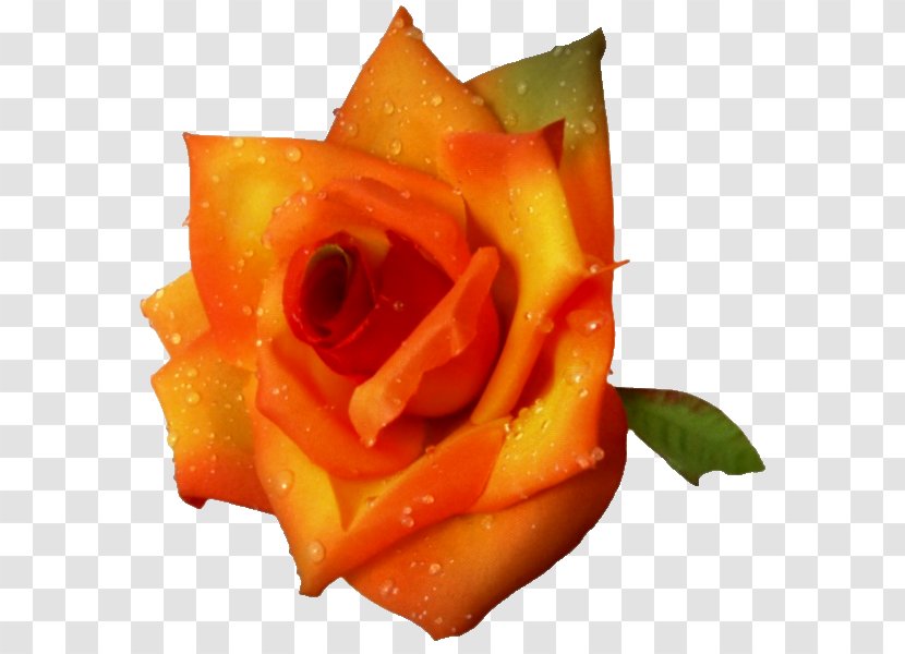 Garden Roses Petal Flower - Rose Transparent PNG