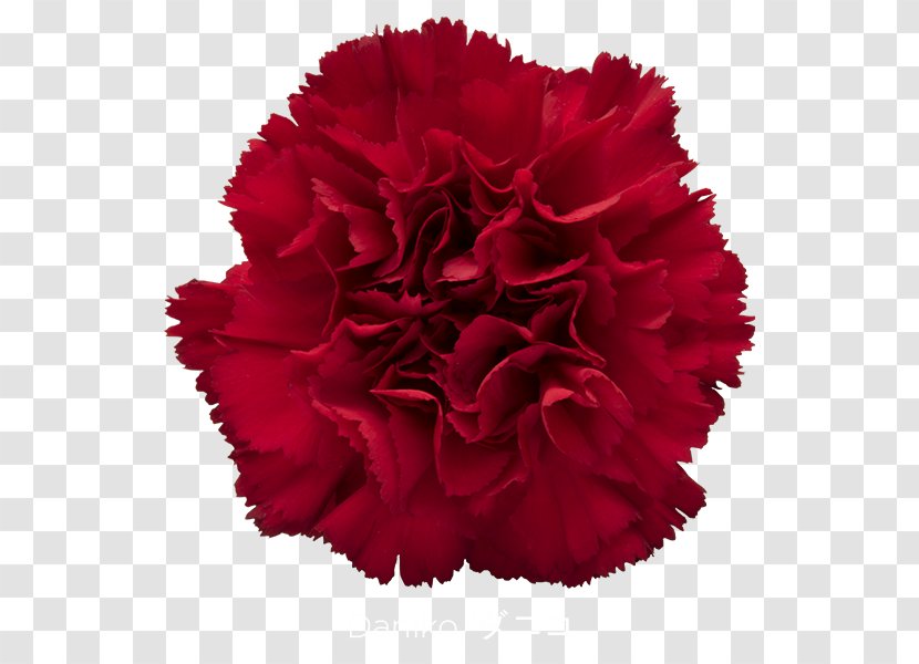 Carnation Cut Flowers Rose Red - Purple - CARNATION Transparent PNG