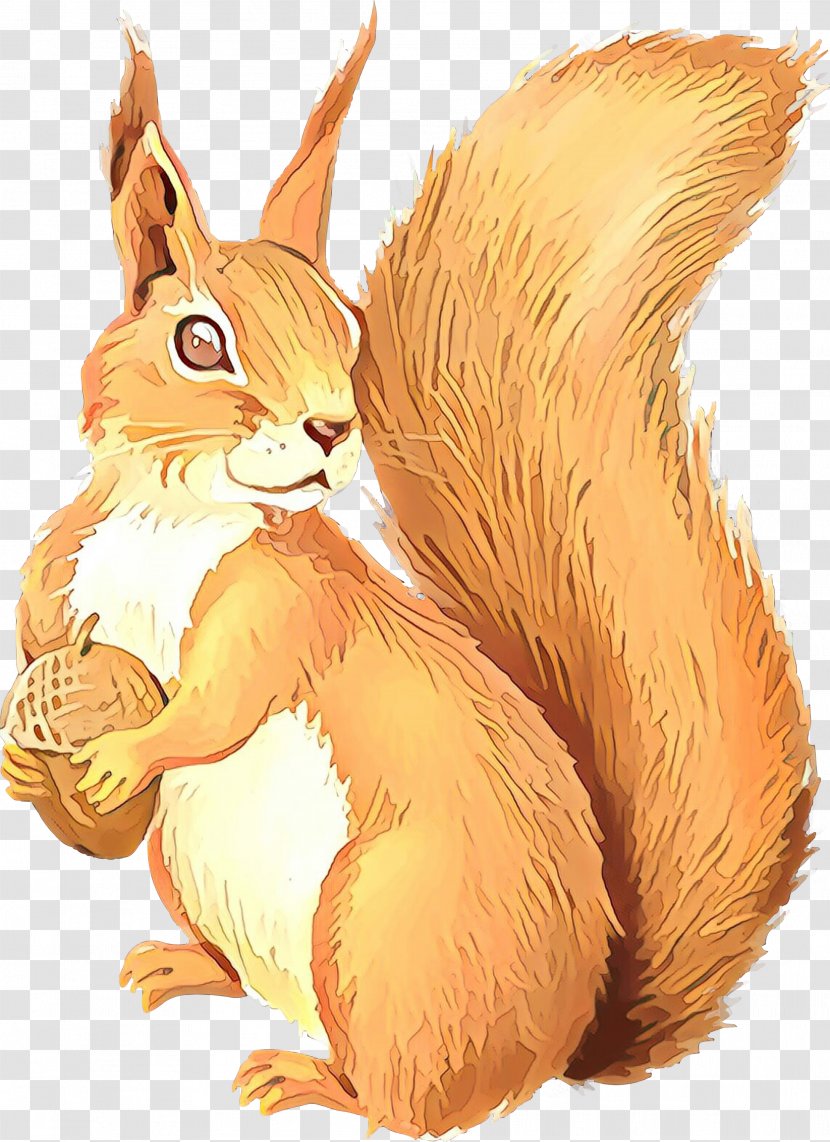 Squirrel Clip Art Chipmunk Vector Graphics - Whiskers - Tail Transparent PNG