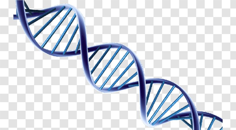 Nucleic Acid Double Helix DNA Extraction Molecular Structure Of Acids: A For Deoxyribose - Dna Core Transparent PNG