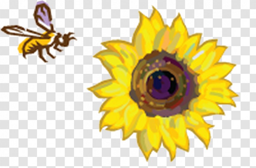 Common Sunflower Sunflowers Honey Bee Image - Plant - Field Transparent PNG