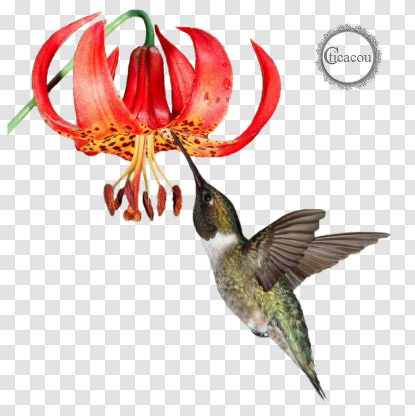 Hummingbird M Fauna Beak Flowering Plant - Pollinator - Oiseau Transparent PNG