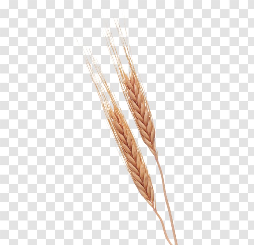 Google Images Search Engine Illustration - Cereal - Mature Wheat Transparent PNG