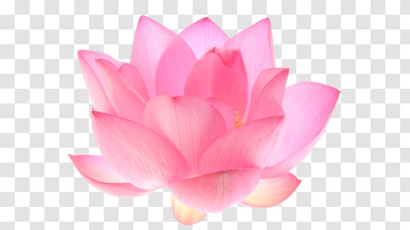 Nelumbo Nucifera Flower Petal Lotus Seed Water Lilies - Peach Transparent PNG