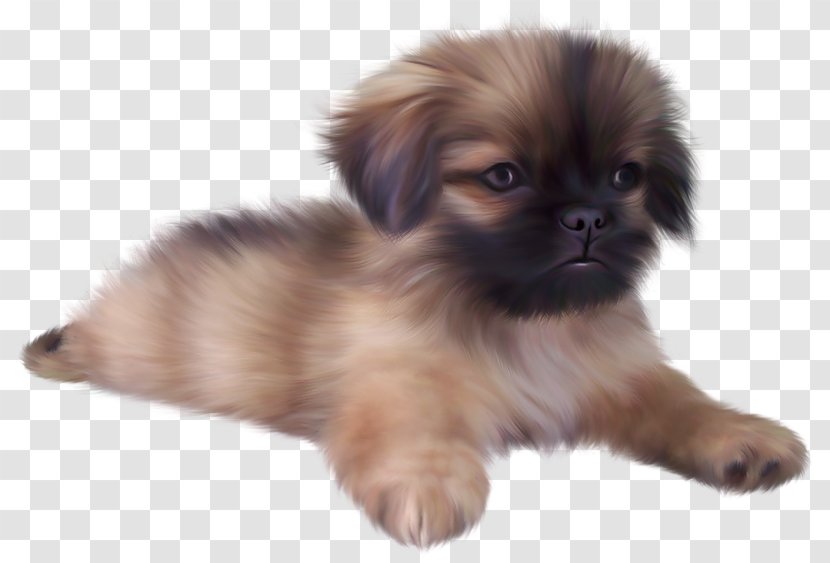 Yorkshire Terrier Puppy Screenshot - Companion Dog - Painted Cute Clipart Transparent PNG