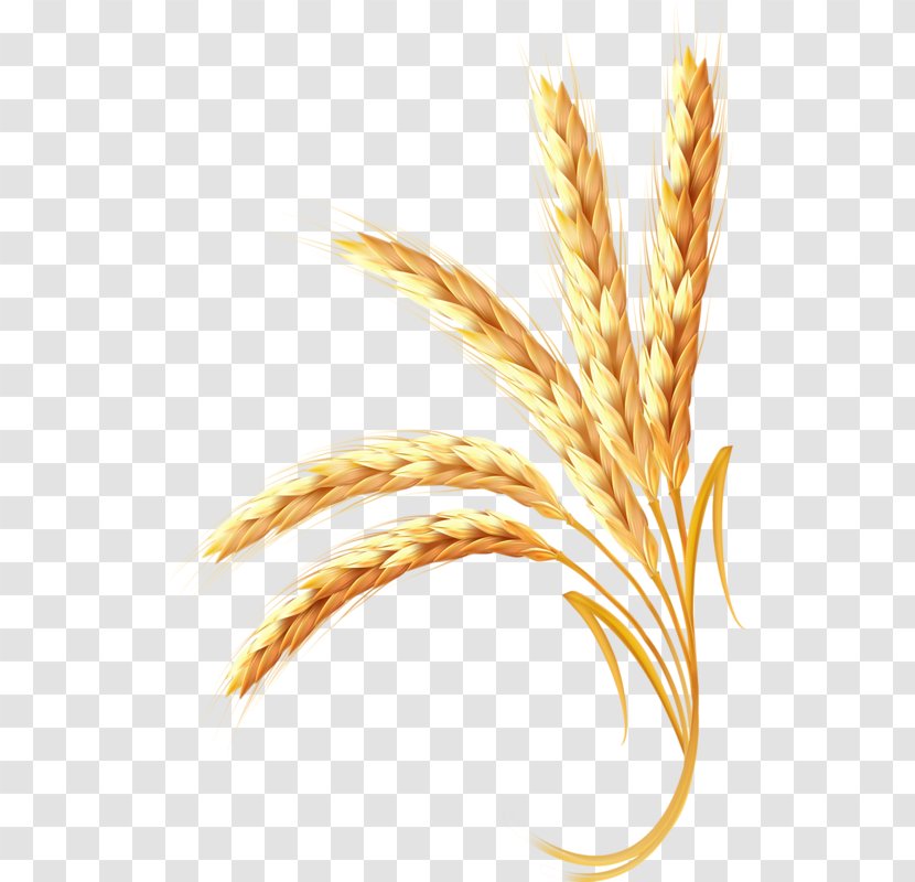 Wheat Ear Cereal - Golden Transparent PNG