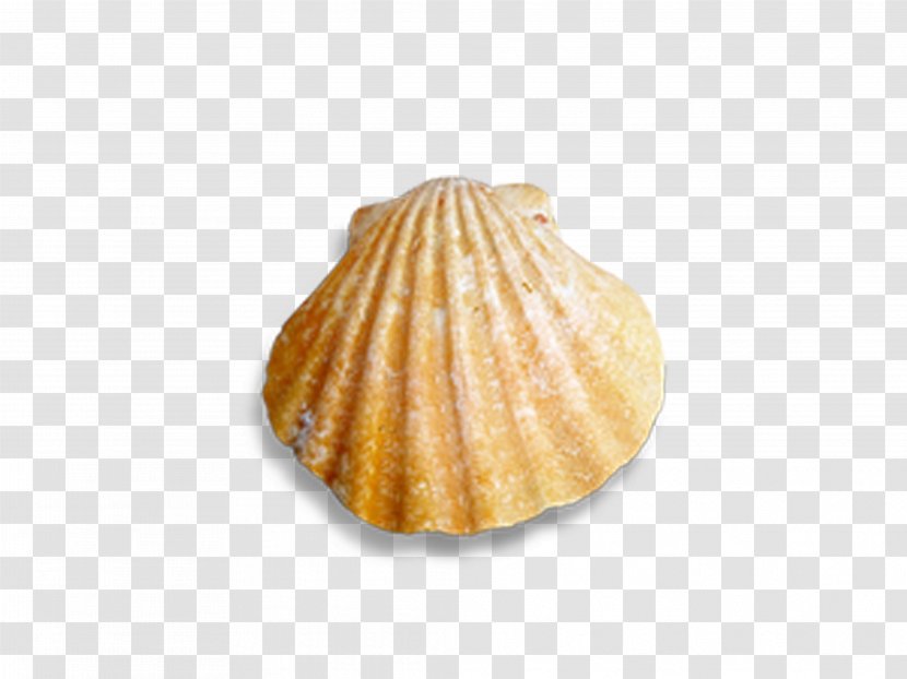 Cockle Seashell Conch - Scallop - Shells And Seashells Transparent PNG