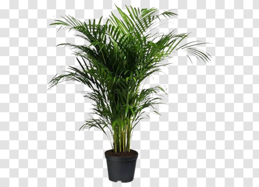Flowerpot Areca Palm Houseplant Oil Palms Howea Forsteriana - Arecales Transparent PNG