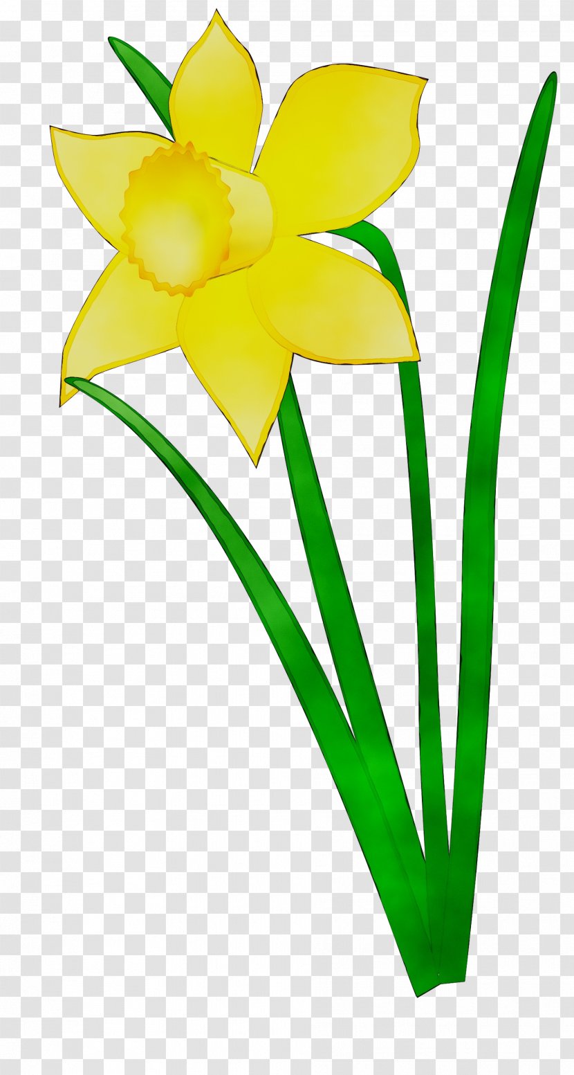 Daffodil Clip Art Flower Vector Graphics Floral Design - Plant - Stem Transparent PNG
