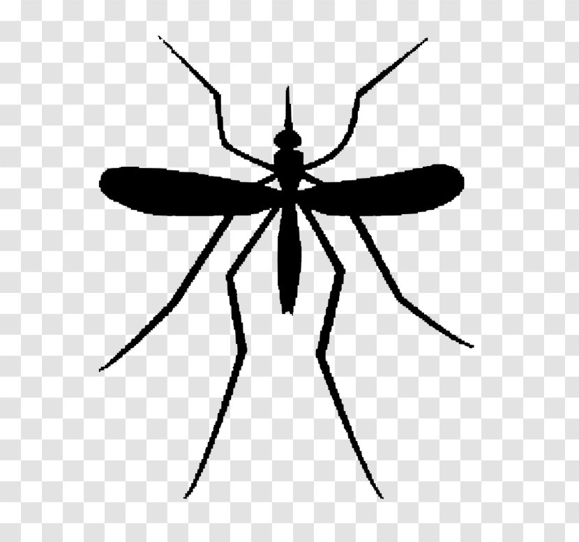 Clip Art Mosquito Illustration Image - Pest - Symmetry Transparent PNG