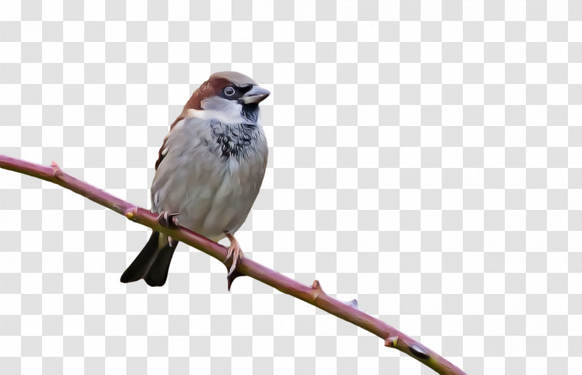 House Sparrow Finches American Sparrows Wrens Common Nightingale Transparent PNG
