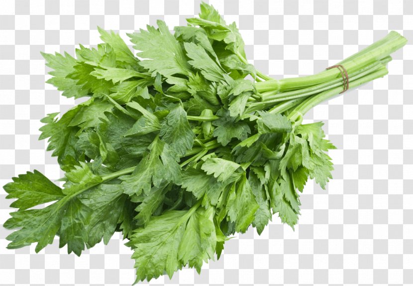 Leaf Celery Celeriac Vegetable Herb Transparent PNG