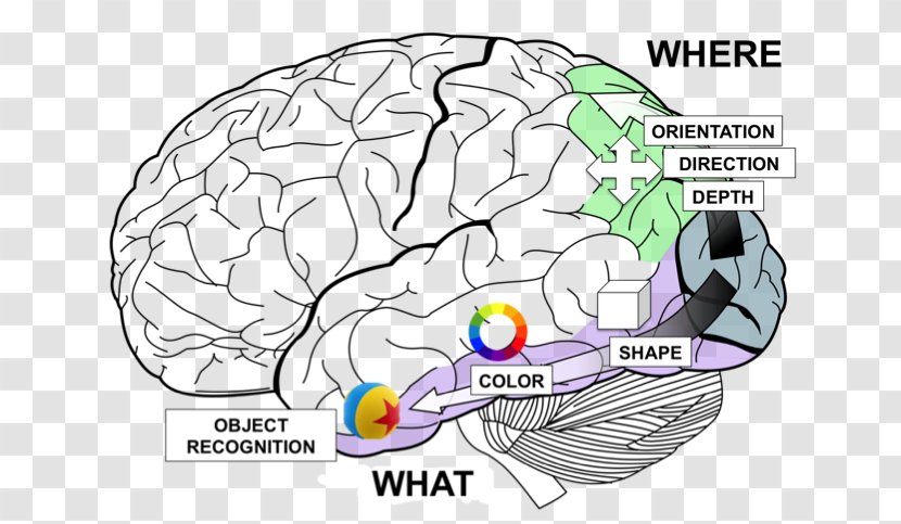 Lobes Of The Brain Temporal Lobe Frontal Occipital - Cartoon - Science Transparent PNG