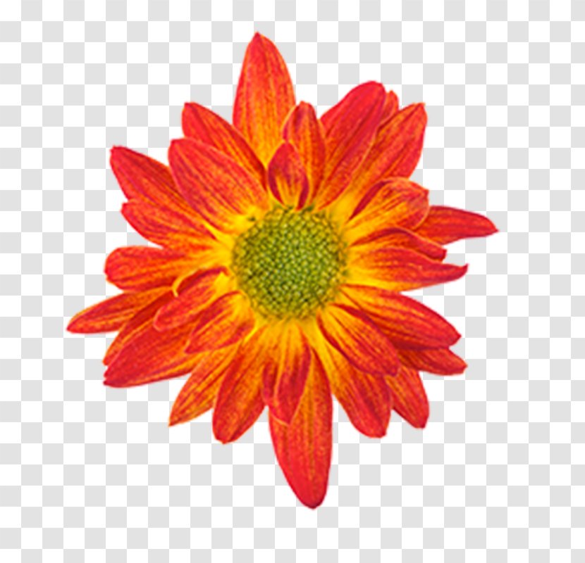 Drawing Orange Flower Color - Dahlia Transparent PNG