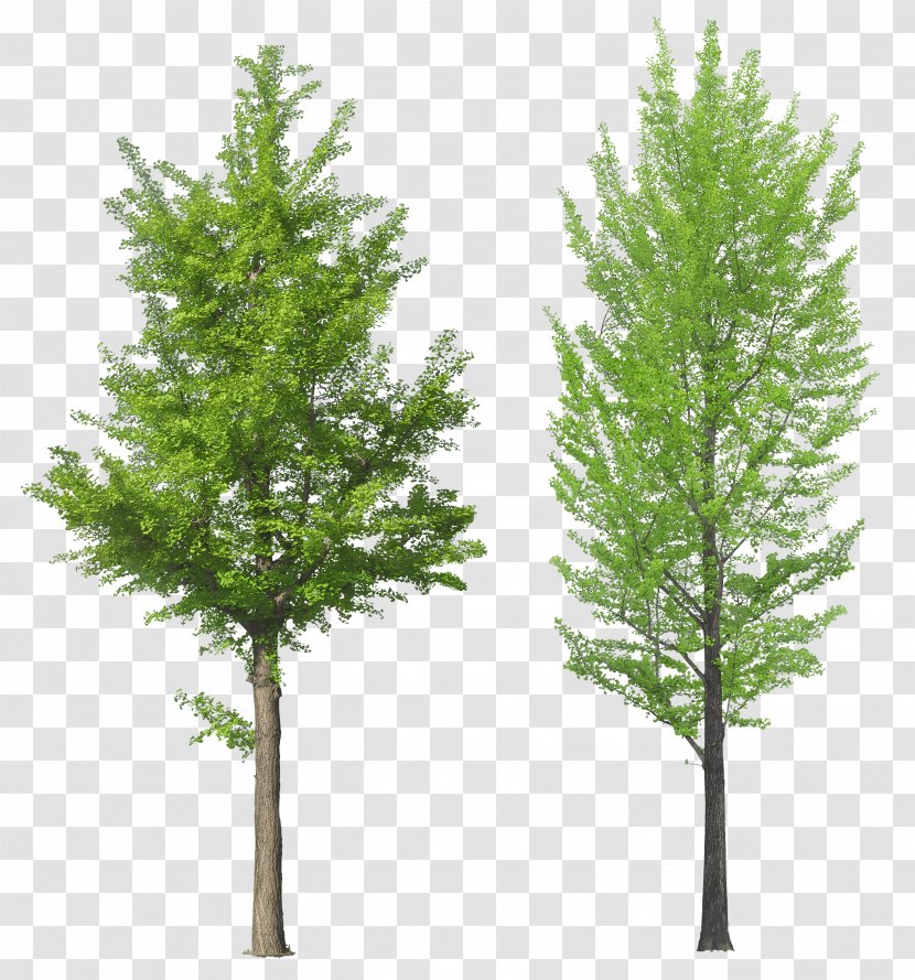 Tree - Woody Plant - Image Transparent PNG