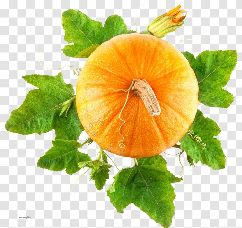 Pumpkin Vegetable Cucurbita Food Transparent PNG