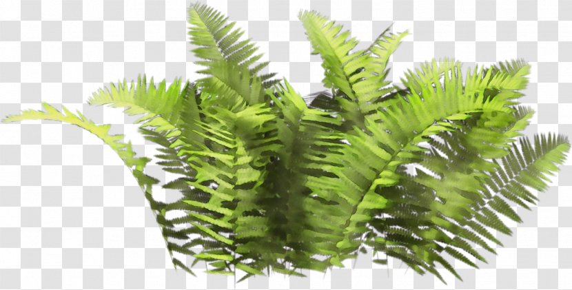Plants Background - Bregner - Caulerpa Elaeis Transparent PNG