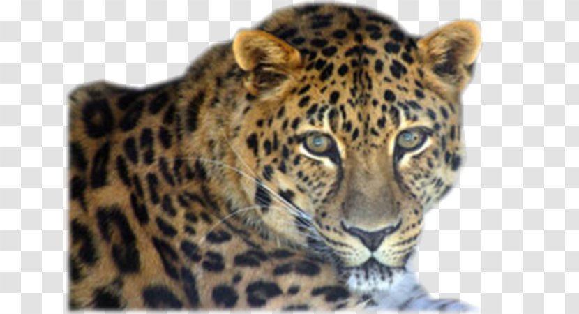 Leopard Jaguar Cheetah Whiskers Tiger - Mammal Transparent PNG