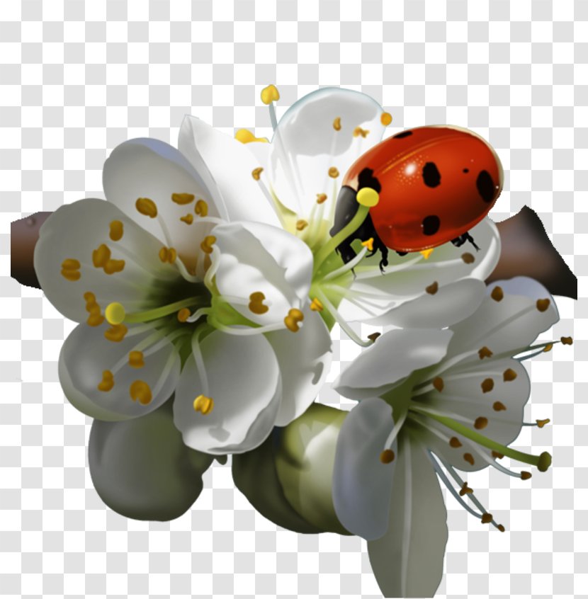 Ladybird Beetle Flower Clip Art Transparent PNG