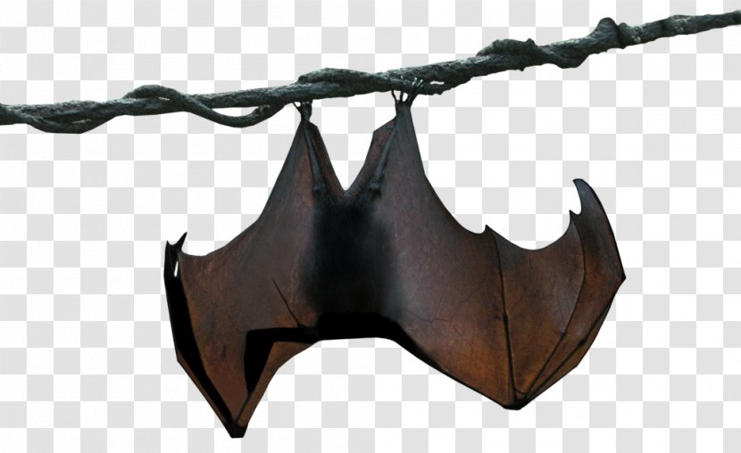 Megabat Stellaluna Animal - Hanging Bat Transparent PNG