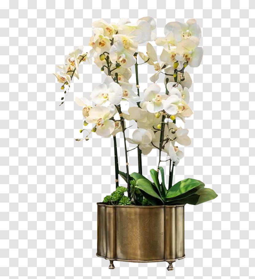 Orchids White Euclidean Vector - Houseplant - Potted Orchid Bell Transparent PNG