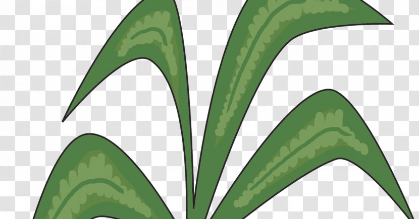 Leaf Plant Stem - Tree - Chicka Boom Transparent PNG
