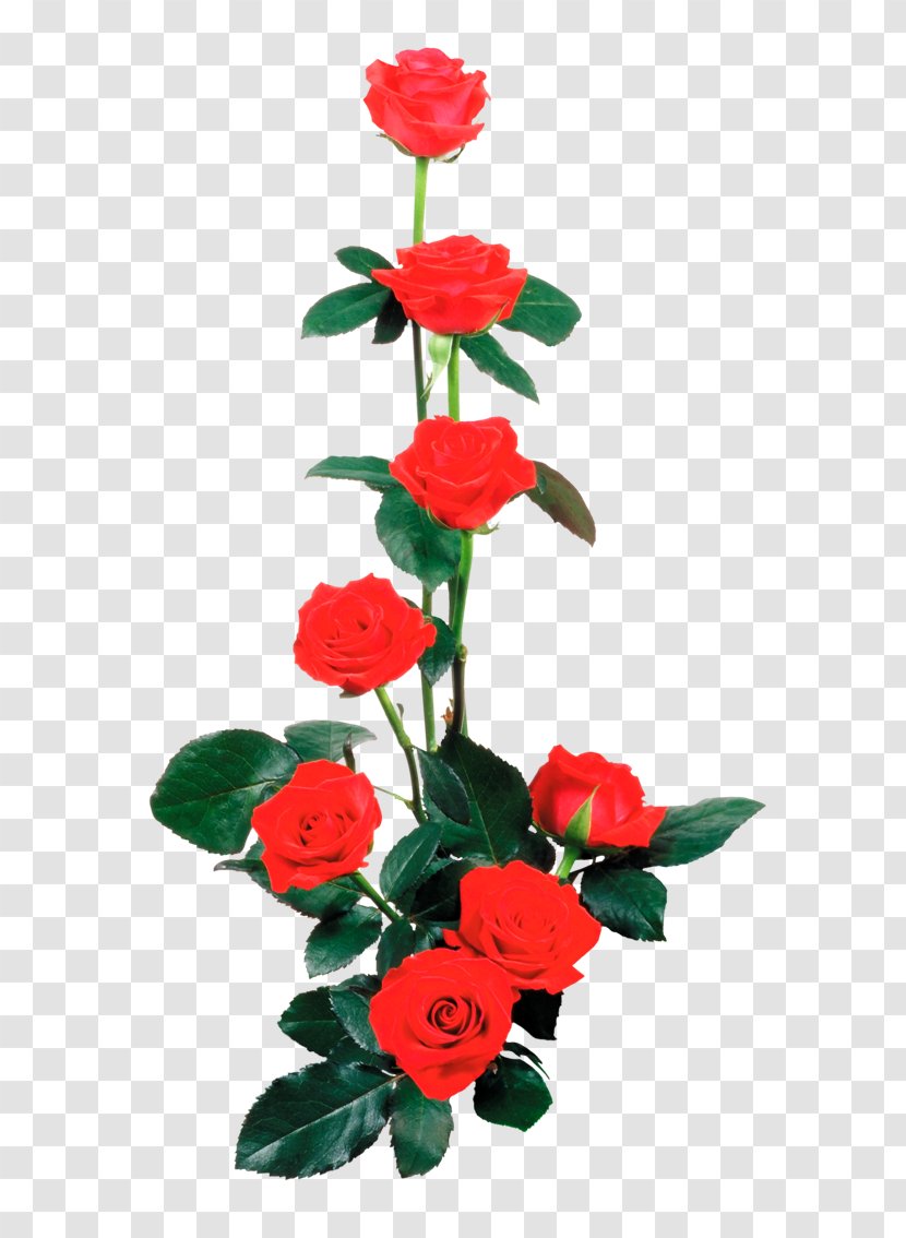 Garden Roses Flower Clip Art - Petal - Rose Transparent PNG