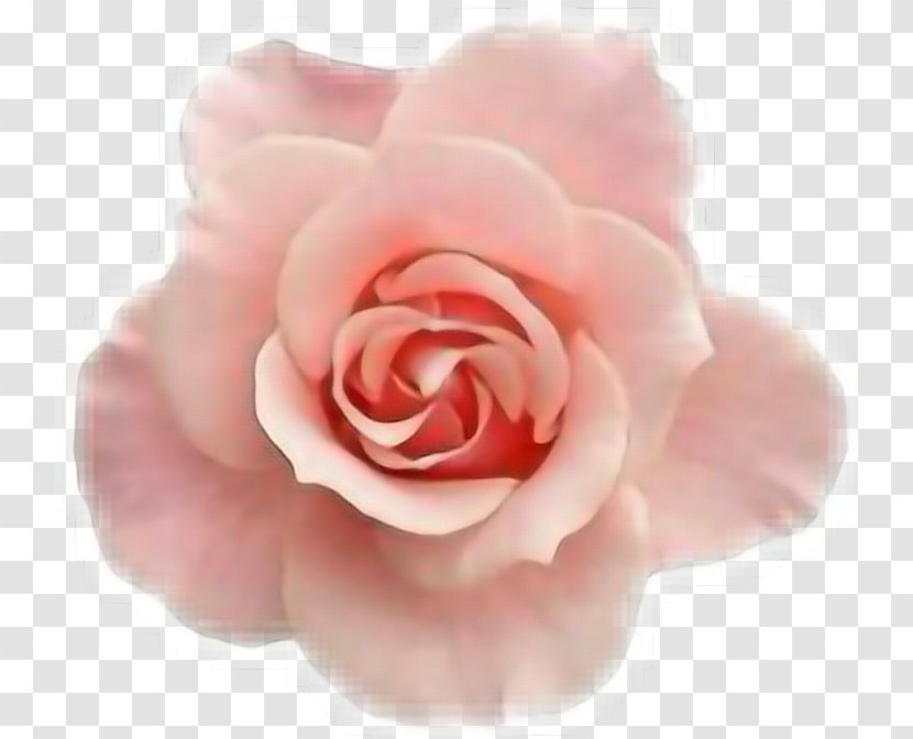 PhotoScape Flower Clip Art - Garden Roses Transparent PNG