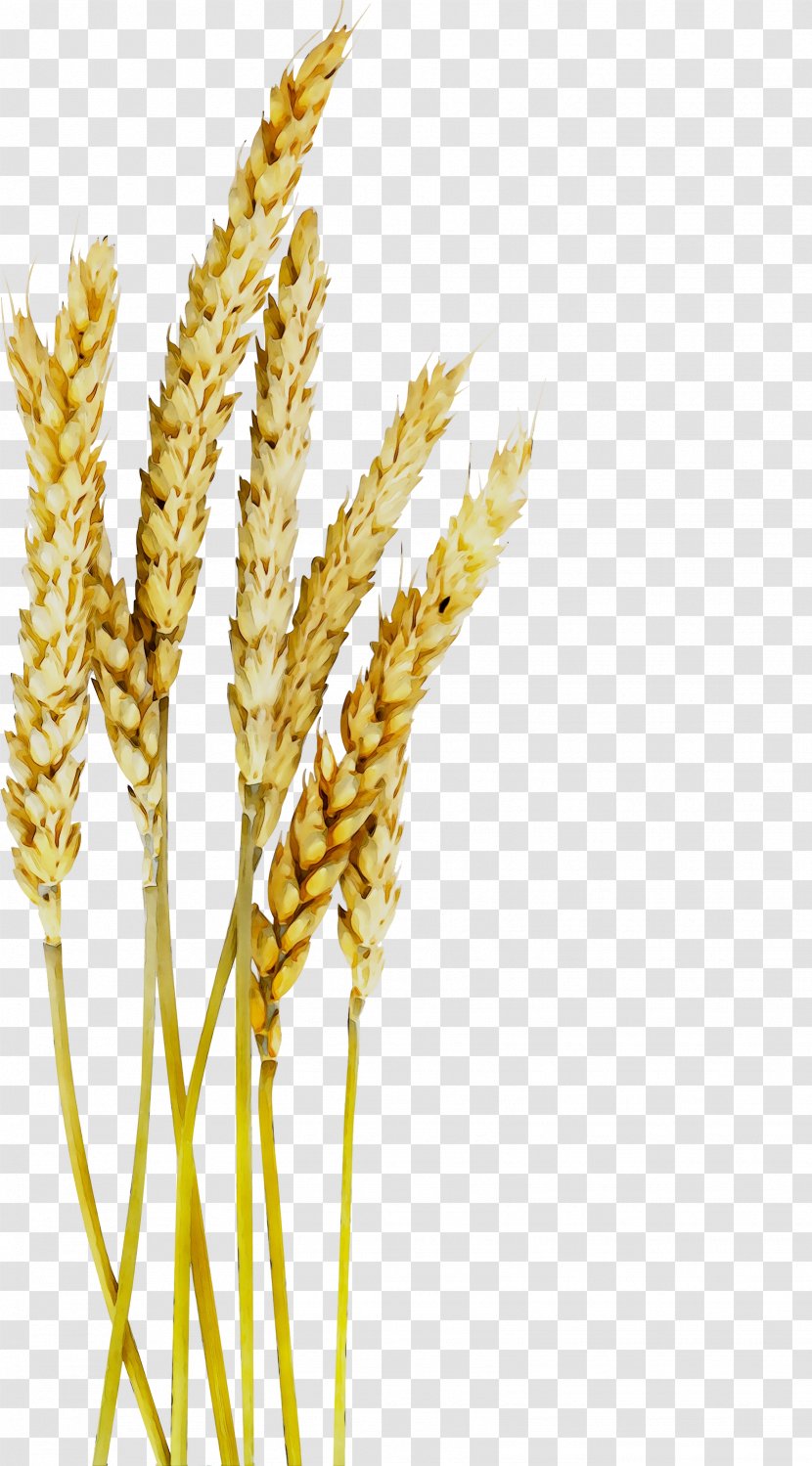 Emmer Oat Einkorn Wheat Spelt Cereal - Semolina Transparent PNG