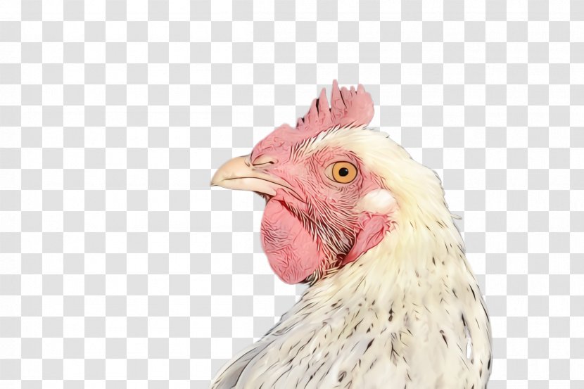 Chicken Bird Rooster Comb Beak - Livestock - Nose Transparent PNG
