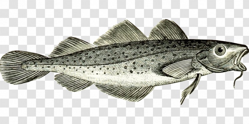 Atlantic Cod Fish Vector Graphics - Cods Transparent PNG