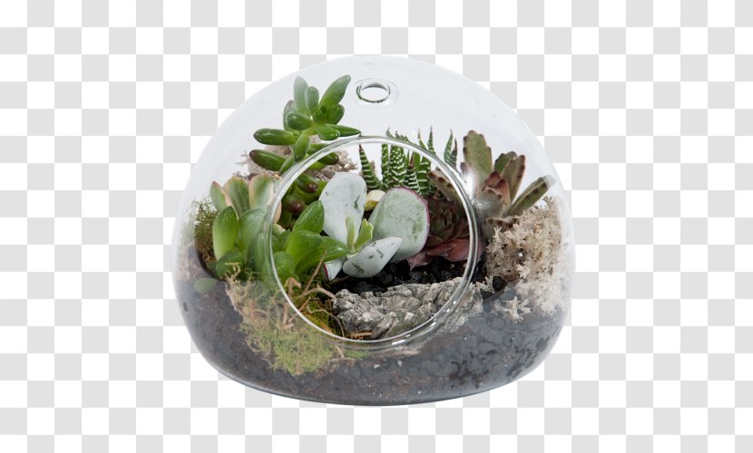 Cactus Garden Succulent Plant Flowerpot - Australia Plants Transparent PNG