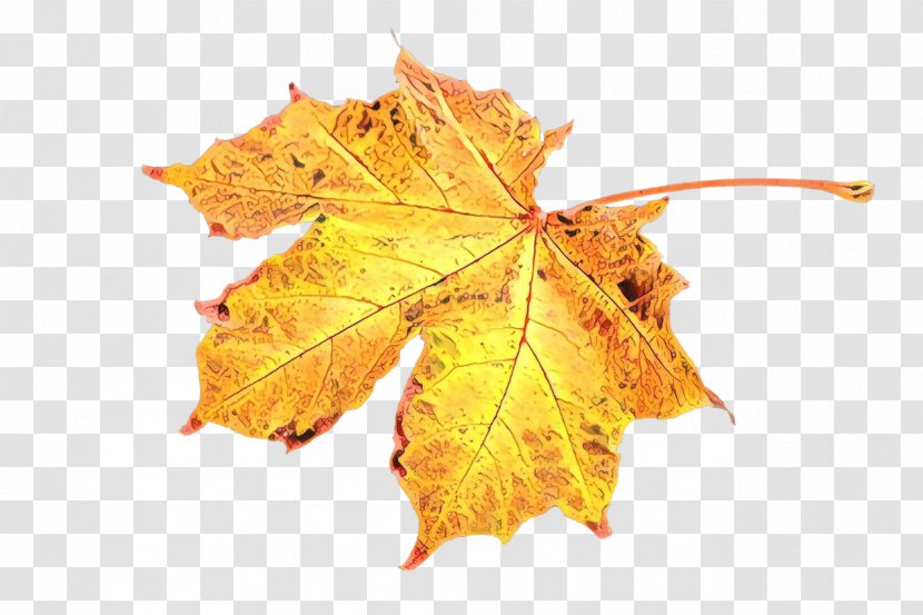 Maple Leaf - Orange - Deciduous Plane Transparent PNG