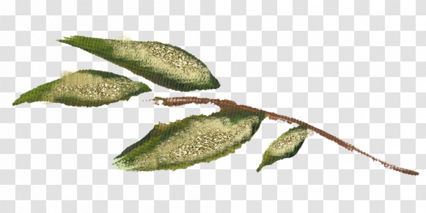 Twig Plant Stem Leaf - Bible Verses Transparent PNG