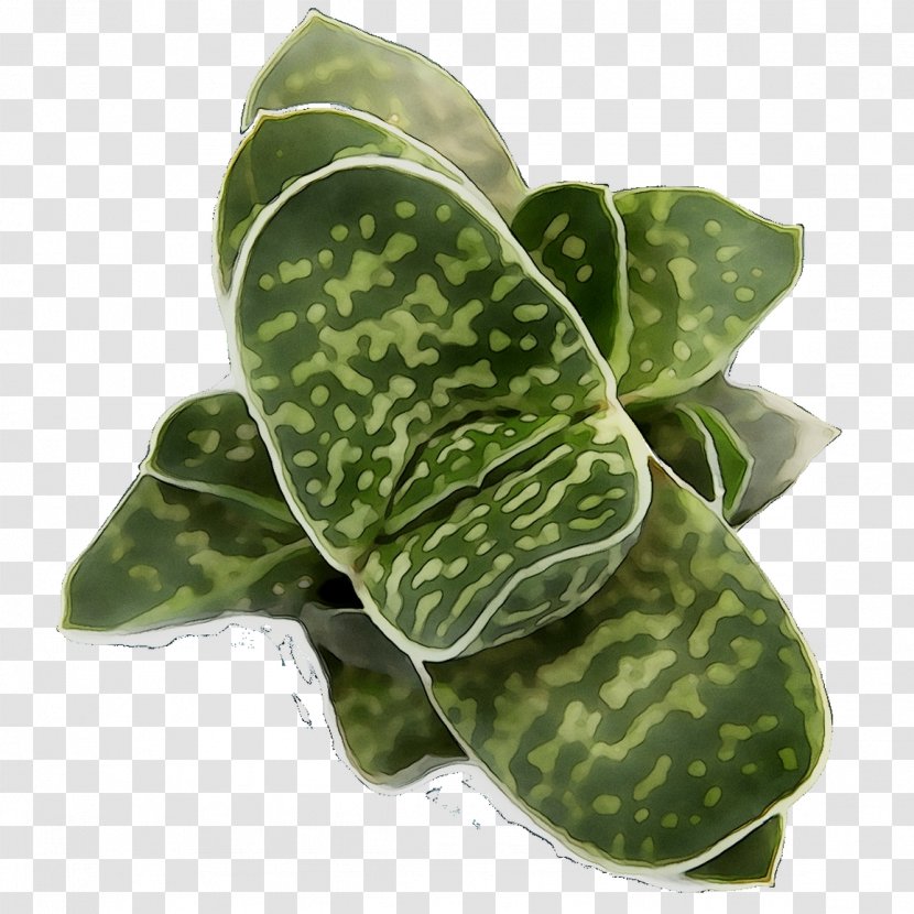 Leaf Plant Pathology Plants Transparent PNG