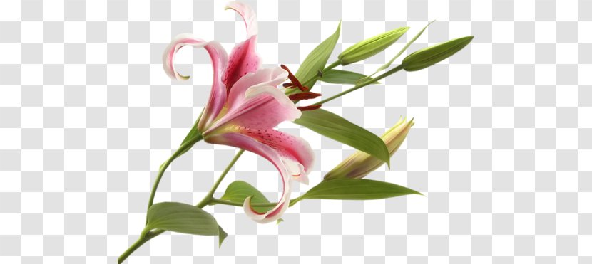 Pink Flowers Bulb Tiger Lily Lilium 'Stargazer' - Honeysuckle - Flower Transparent PNG