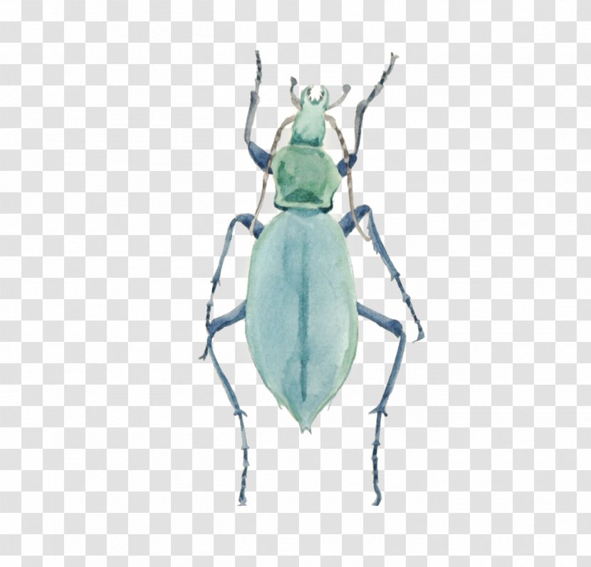 Insect Green - Beetle - Insects Transparent PNG