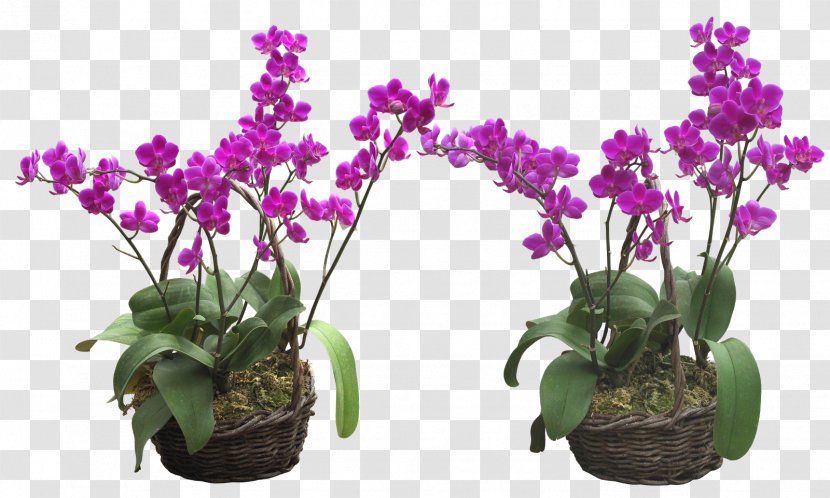 Clip Art Adobe Photoshop Flower File Format - Violet Transparent PNG