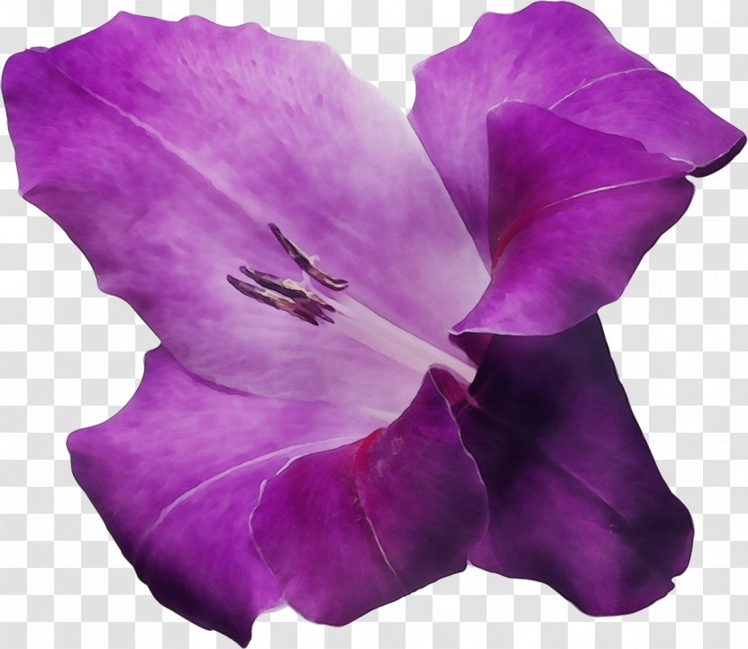 Lavender - Violet - Petunia Flowering Plant Transparent PNG