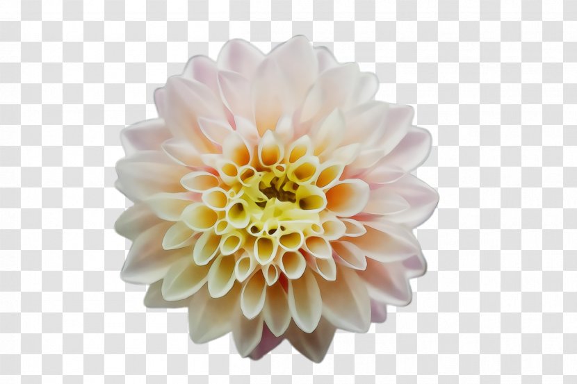 Dahlia Chrysanthemum Cut Flowers News Bicycle - Yellow - Aster Artificial Flower Transparent PNG