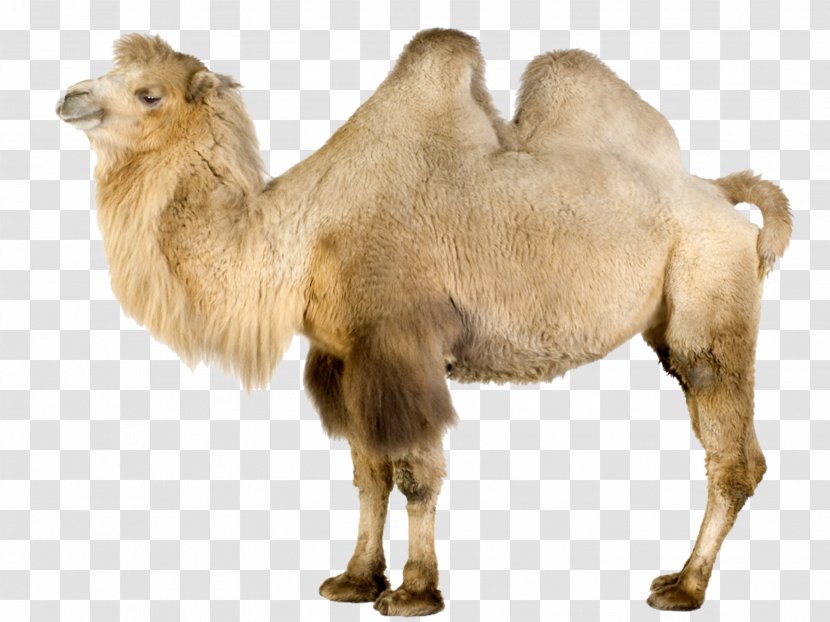 Wild Bactrian Camel Dromedary Llama Wallpaper - Terrestrial Animal Transparent PNG