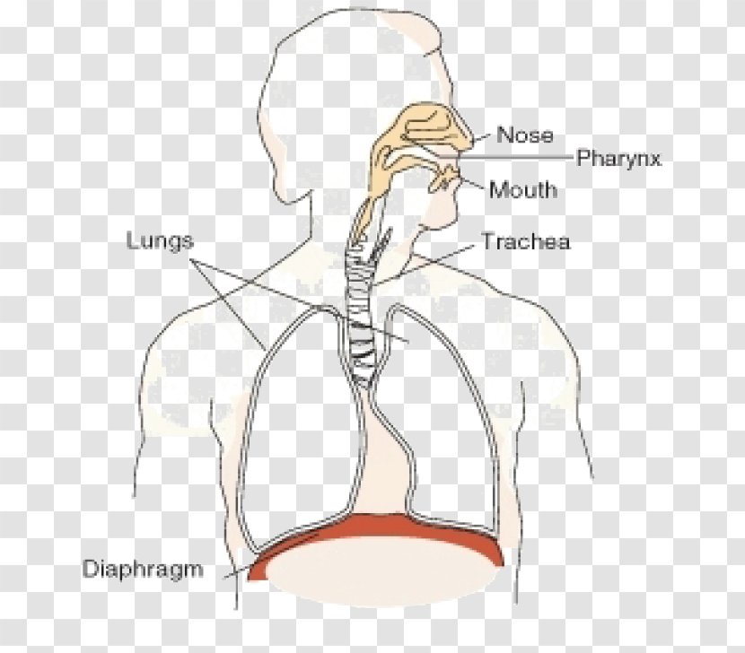 Respiratory System Oxygen Thoracic Diaphragm Carbon Dioxide Function - Heart - Nose Transparent PNG