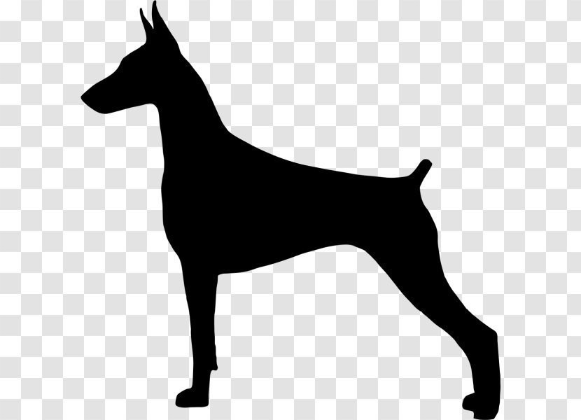 Dobermann Miniature Pinscher German Great Pyrenees Greyhound - Puppy Transparent PNG