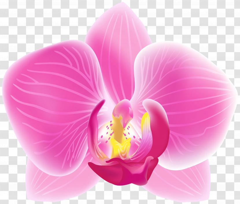 Orchids Clip Art Cattleya Percivaliana Image - Orchid Cross Transparent PNG