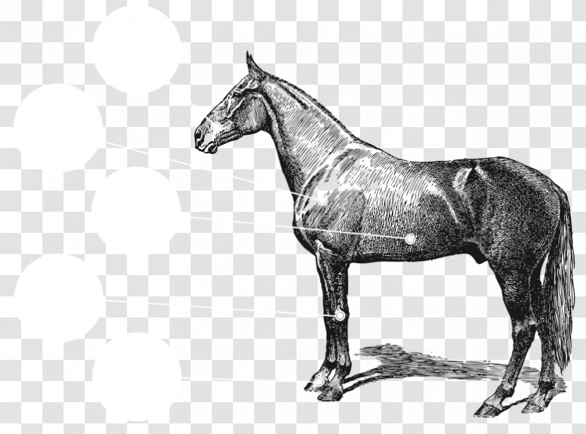 Arabian Horse Equestrian Vintage Clothing Clip Art - Monochrome Photography - Confluence Health Mares Building Transparent PNG