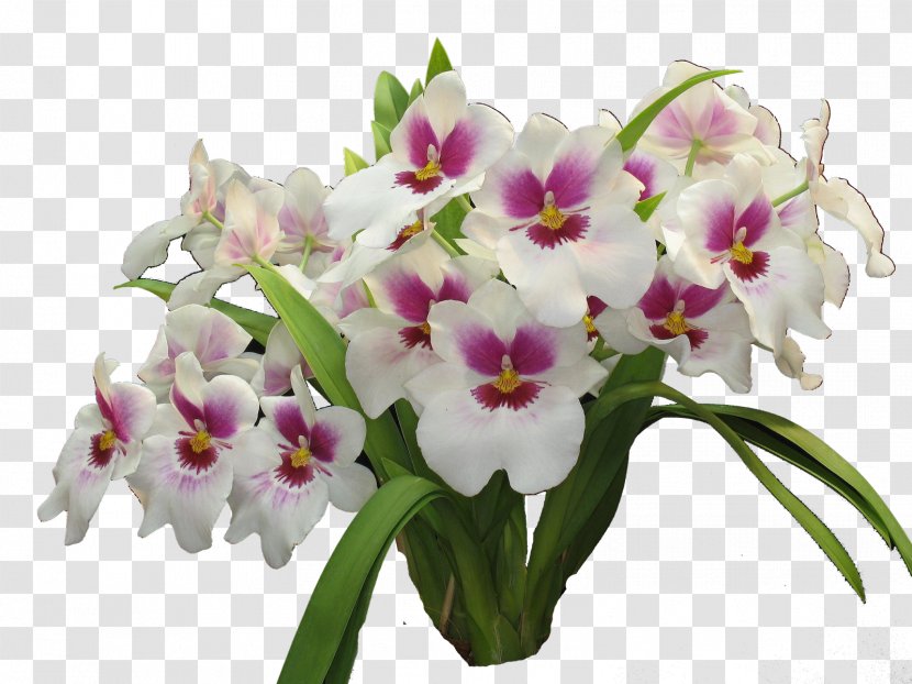 Orchids Cut Flowers Colorimetria Capilar 3112 (عدد) - Colorimetry - Orquideas Transparent PNG