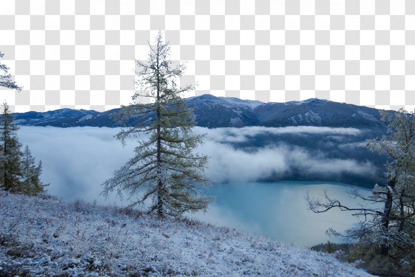 Kanas Lake Pine High-definition Television - Ultrahighdefinition - HD Snow Transparent PNG