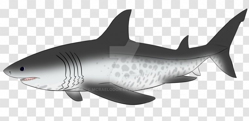 Tiger Shark Megalodon Drawing Image - Fin Transparent PNG