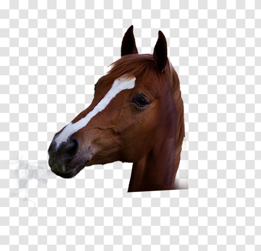 Mustang Stallion Colt Mane - Snout - Brown Horse Transparent PNG