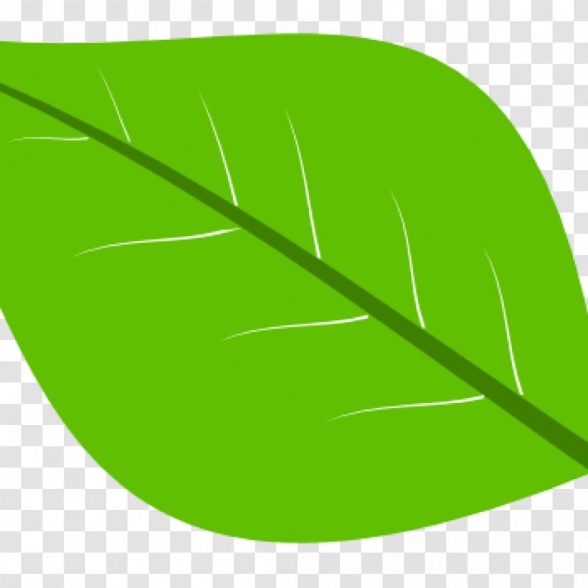 Leaf Product Design Plant Stem Font - Grass Transparent PNG